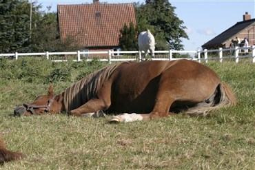 Hest fundet skudt