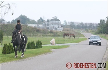 Rytter og hest tvunget omkuld af bil