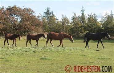 Vinterfodring af avlshoppen