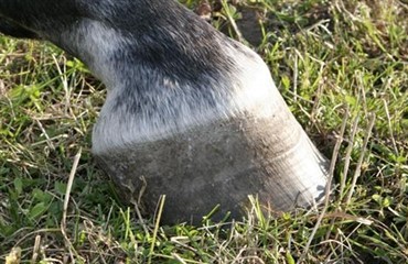 Halthed hos forfangne heste