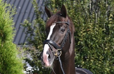 Blue Hors hingste topper i Tyskland