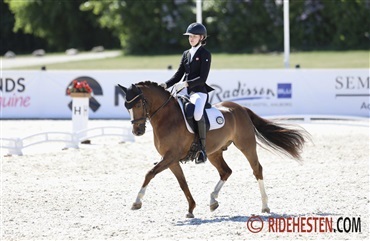 Danskavlet pony topper i Peelbergen