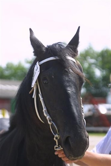 Hest aflivet efter hunde-angreb