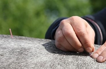 Dyrl&aelig;ger p&aring; kursus i Postural Rehabilitation