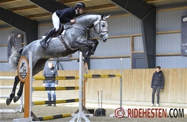 Springhingste af h&oslash;j klasse p&aring; B&oslash;geg&aring;rden (video)