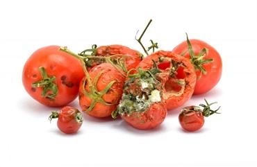 Ville du spise en r&aring;dden tomat?