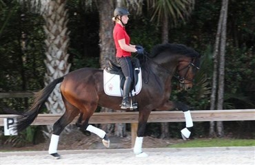 DV-hest solgt p&aring; auktion i Florida