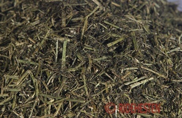 M&aring; heste med maves&aring;r f&aring; lucerne?