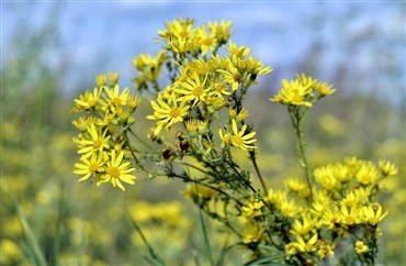 Brandb&aelig;geren blomstrer nu
