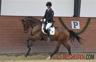 Stutteri med to championatsheste