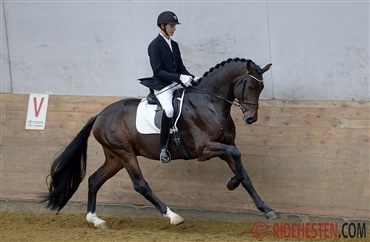 Formidabel vinder i region 6