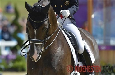 Dressuravl og -sport under lup