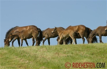 Forskere finder ny bestand af udd&oslash;de heste