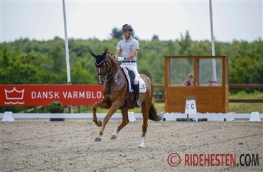 UVM i dressur begynder snart