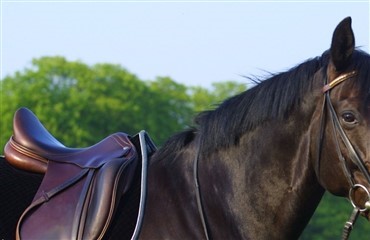 DRF's sportsreglement 2010 p&aring; banen