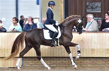 DV-hest til hollandsk hingstepr&oslash;ve