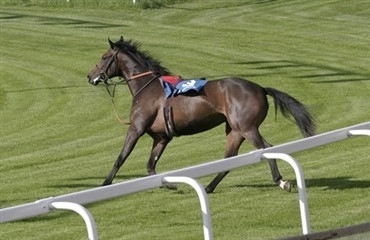Jockey kv&aelig;stet under v&aelig;ddel&oslash;b 