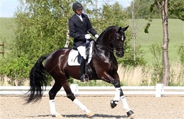 Find den rigtige ridehest 