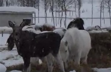 Sultne elge bliver venner med heste (VIDEO)