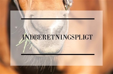 F&oslash;devarestyrelsen: Hestebranchen er ikke moden til at blive underlagt indberetningspligt p&aring; smitsomme sygdomme