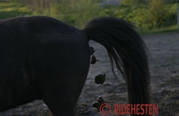Pony Poo Paper