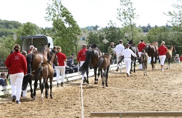 Oversigt over sommerens f&oslash;lsskuer 