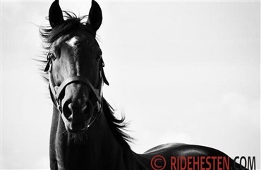 Hvilken type hest er din?