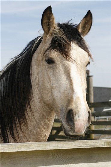 Populationen af vildheste i USA skal holdes nede