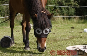 3 tips til hesteejeren i sommervarmen