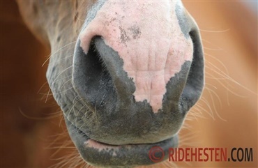 Pas p&aring; din hest med astma