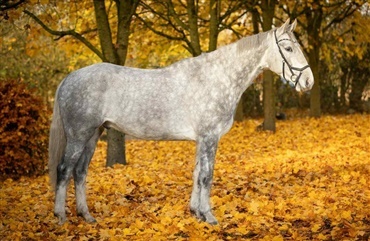 – Han har taget alt helt cool lige fra start