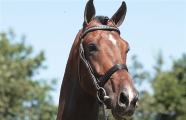 Danske hingste viser flaget i Oldenburg