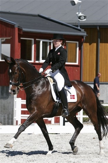 EM guld og bronze til dansk hest
