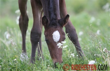 Kend de giftige planter