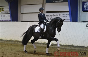 Hingsteshow Nord 2013