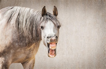 14 ting som din hest g&oslash;r n&aring;r du er sent p&aring; den