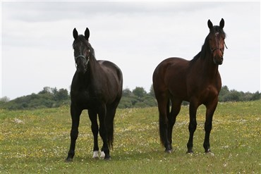 Skuespiller har mistet sin hest
