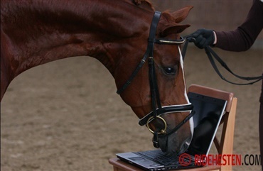 Kan chatbot s&aelig;lge din hest?