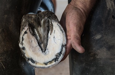 Har din hest en hovbyld?