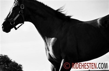 Hest reddet op fra swimmingpool 