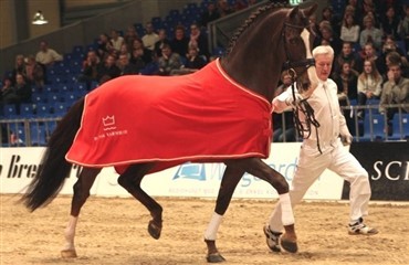 Dansk hingst med internationalt gennemslag