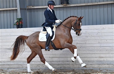 Auktionsfokus: Atterupgaard Belafonte