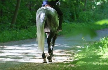 Tog hesten med p&aring; McDonalds