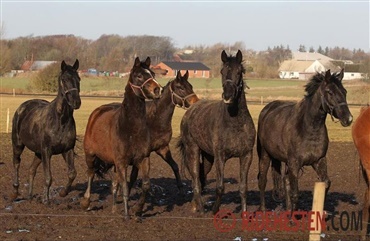 Hvorfor er mudder godt for heste?