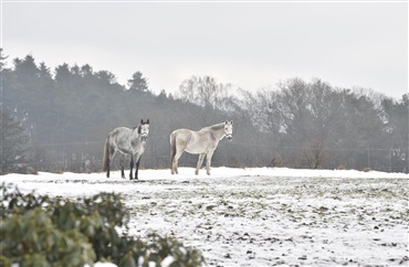 Hvordan passer du bedst din hest i vinter?