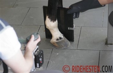 Udramatisk dyrl&aelig;gebes&oslash;g