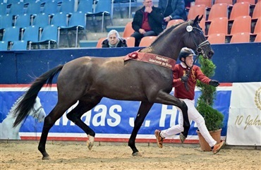 Otte pr&aelig;miehingste i Neustadt