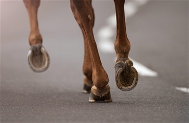 Trav p&aring; asfalt kan skade din hest