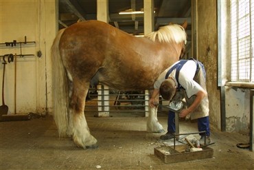 Ja til hestesko - nej til kemikalier