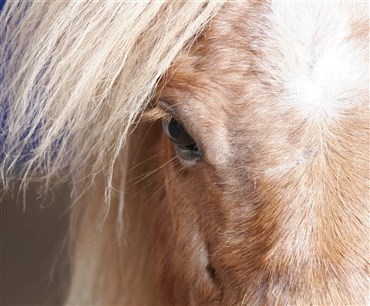 Forening for mishandlede heste